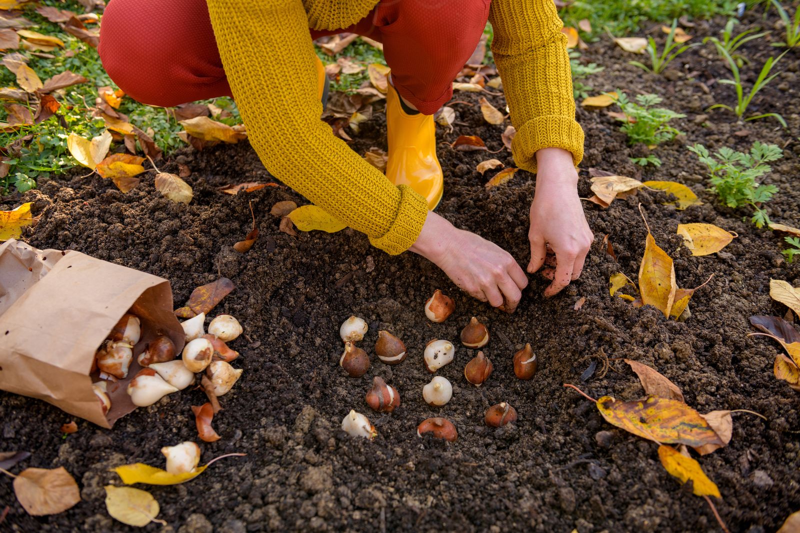 Planting tulip bulbs in fall