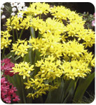 Allium Moly