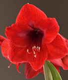 Pre planted amaryllis