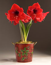 Amaryllis Holly Tin