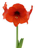 AmaryllisRed2