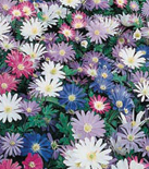 Anemone Blanda