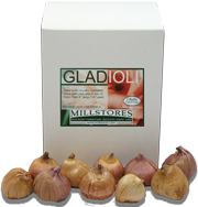 Boxed Gladiolus