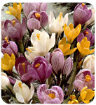 crocus