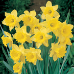 Daffodils