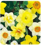 daffs mix