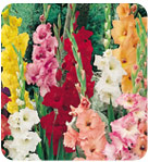 Lilies