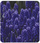 Hyacinth Grape
