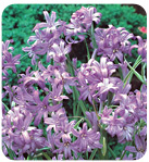 lily skyBlue