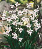 Orchid Gladiolus