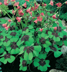 Iron Cross Oxalis