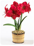 Amaryllis