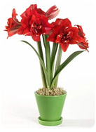 Amaryllis