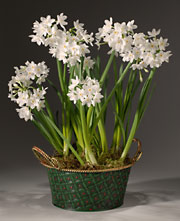 Paperwhite Green Tin