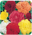 begonia