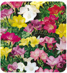 freesia11