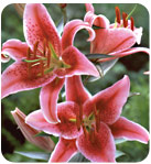 liliy
