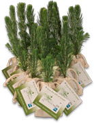 Blue Spruce Evergreen Tree Plugs