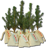 Evergreen Trees
