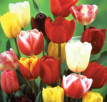 Mixed Tulips