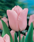 Pink Tulips