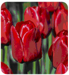 tulip red