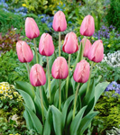 Pink Tulips