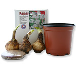 kit paperwhite