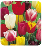 tulip darwin